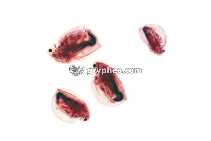 Plancton eau douce Daphnies x5 - gryphea.org